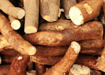 Mandioca no Brasil: Descubra os desafios enfrentados pelos produtores e as oportunidades do mercado