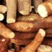 Mandioca no Brasil: Descubra os desafios enfrentados pelos produtores e as oportunidades do mercado