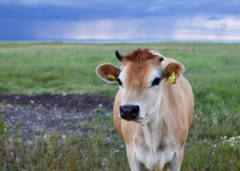 Agricultura sustentável: como a integração lavoura-pecuária pode revolucionar sua produção!