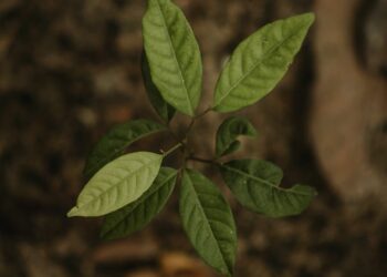 Agricultura Sustentável: Como a Integração Lavoura-Floresta pode revolucionar sua produção e preservar o meio ambiente