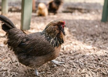 Descubra como a seleção genética pode aumentar a produtividade e qualidade das aves na pecuária