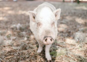 Tudo o que você precisa saber sobre o manejo de suínos na fase de creche: dicas práticas e técnicas eficientes para garantir uma produção de qualidade na pecuária”.