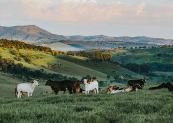 Aumente a produtividade da sua pecuária com adubação verde: guia completo passo a passo
