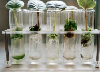 Transforme sua produção agrícola com a aplicação da biotecnologia: Descubra 8 maneiras inovadoras de melhorar seu agronegócio.