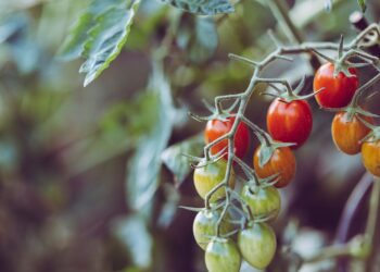 Agricultura orgânica eficiente: como as máquinas agrícolas podem impulsionar sua produção
