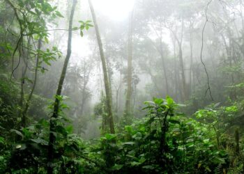 Descubra os prós e contras da produção de soja no Brasil: o que você precisa saber antes de investir