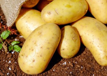 Descubra como a Agricultura Sustentável pode melhorar a saúde do solo em 8 passos práticos”.