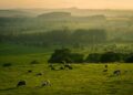 Gado bovino em pasto brasileiro ao entardecer, com silhuetas de árvores ao fundo.