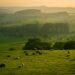 Gado bovino em pasto brasileiro ao entardecer, com silhuetas de árvores ao fundo.
