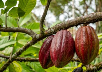 Frutos de cacau amazônico em diferentes estágios de maturação pendurados em árvore