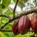 Frutos de cacau amazônico em diferentes estágios de maturação pendurados em árvore