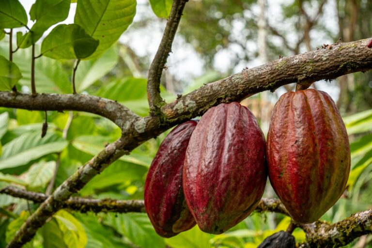Frutos de cacau amazônico em diferentes estágios de maturação pendurados em árvore