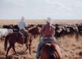 Gado nelore pastando em fazenda brasileira ao entardecer, com cocho e cerca de arame farpado.