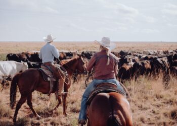 Gado nelore pastando em fazenda brasileira ao entardecer, com cocho e cerca de arame farpado.