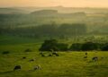 Boi nelore em pasto brasileiro ao entardecer, com boiada ao fundo e espaço no horizonte para texto