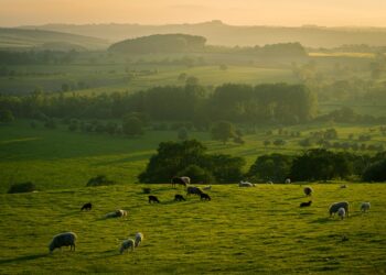 Boi nelore em pasto brasileiro ao entardecer, com boiada ao fundo e espaço no horizonte para texto