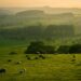 Boi nelore em pasto brasileiro ao entardecer, com boiada ao fundo e espaço no horizonte para texto