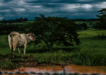 Vista aérea de fazenda brasileira com áreas de cultivo e faixas de vegetação nativa preservada ao fundo