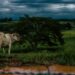 Vista aérea de fazenda brasileira com áreas de cultivo e faixas de vegetação nativa preservada ao fundo
