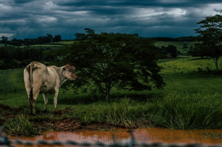 Vista aérea de fazenda brasileira com áreas de cultivo e faixas de vegetação nativa preservada ao fundo