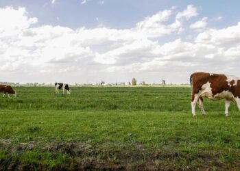 um grupo de vacas pastando em um campo verde exuberante