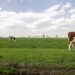um grupo de vacas pastando em um campo verde exuberante