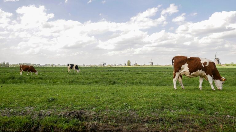 um grupo de vacas pastando em um campo verde exuberante