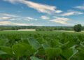 plantas verdes em campo de grama verde sob céu azul durante o dia